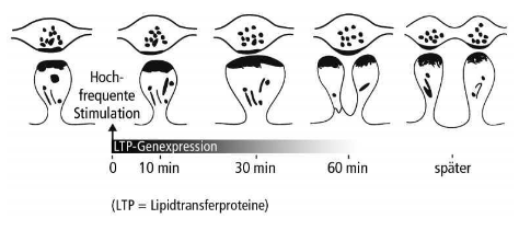 resileinzcoach_synapsen1